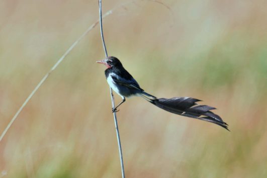 Strange-tailed Tyrant at the Humid Chaco