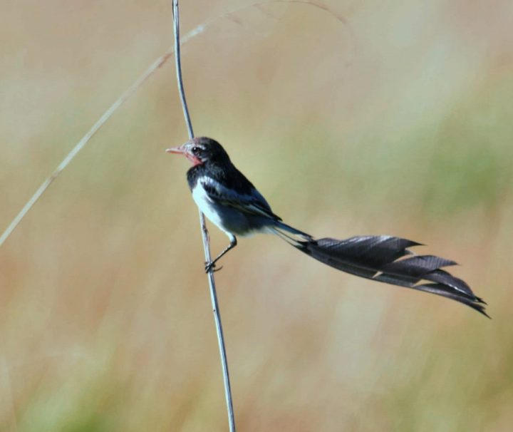 Strange-tailed Tyrant at the Humid Chaco