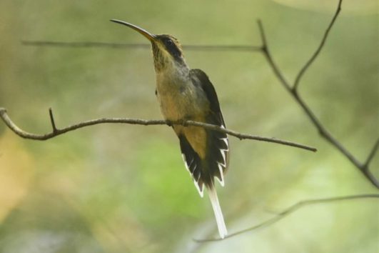 Mbaracayú Biosphere Reserve Short Tour