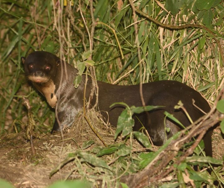 Giant Otter